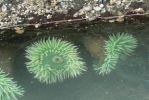 PICTURES/Beach 4 - Tidal Pools/t_Green Anemone1.JPG